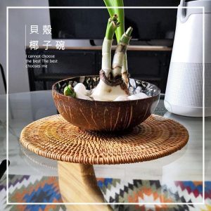 進口貝殼椰子碗【多種款式】