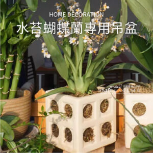 水苔蝴蝶蘭專用吊盆
